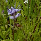 Ergebnis Samen "Bienenweide"