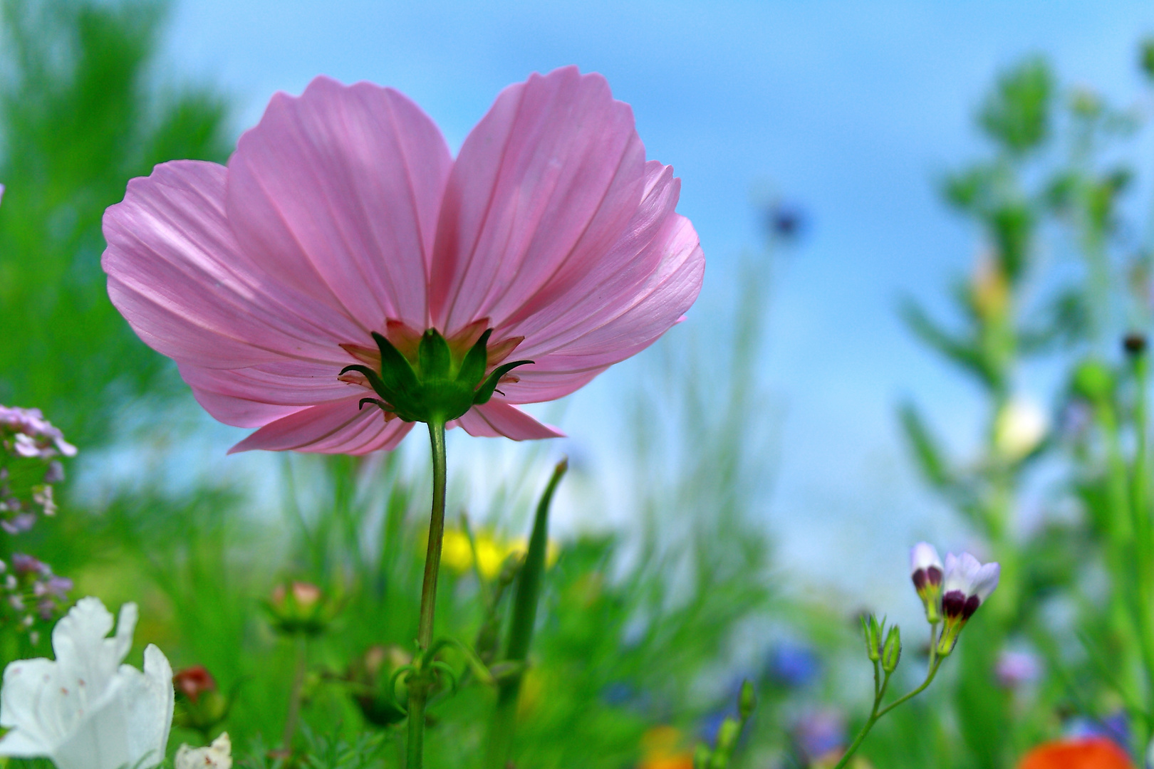 Erhaben im Blumenmeer