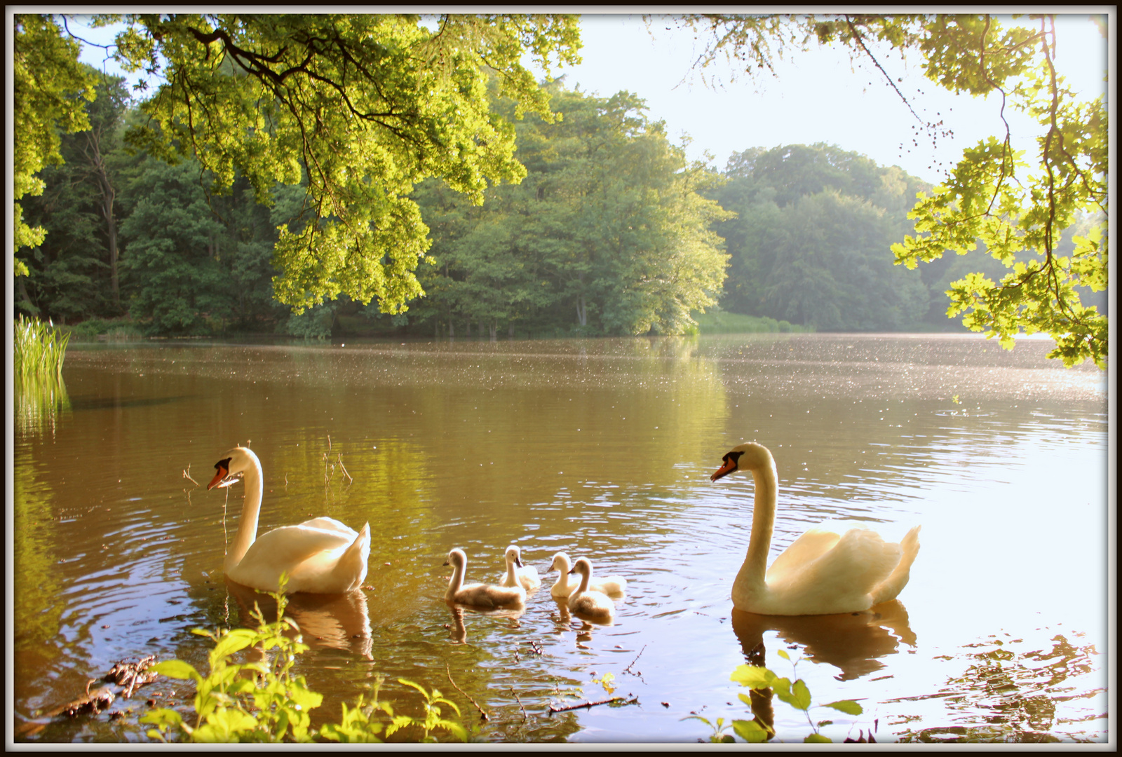 Erholung am Großer Teich, Großhansdorf Foto & Bild bäume, natur