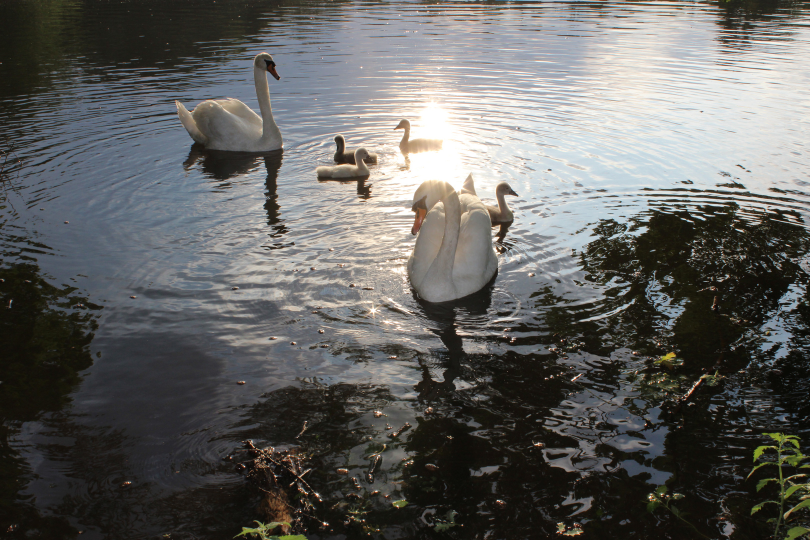 Erholung am Großer Teich, Großhansdorf Foto & Bild bäume, natur