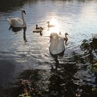 Erholung am Großer Teich, Großhansdorf