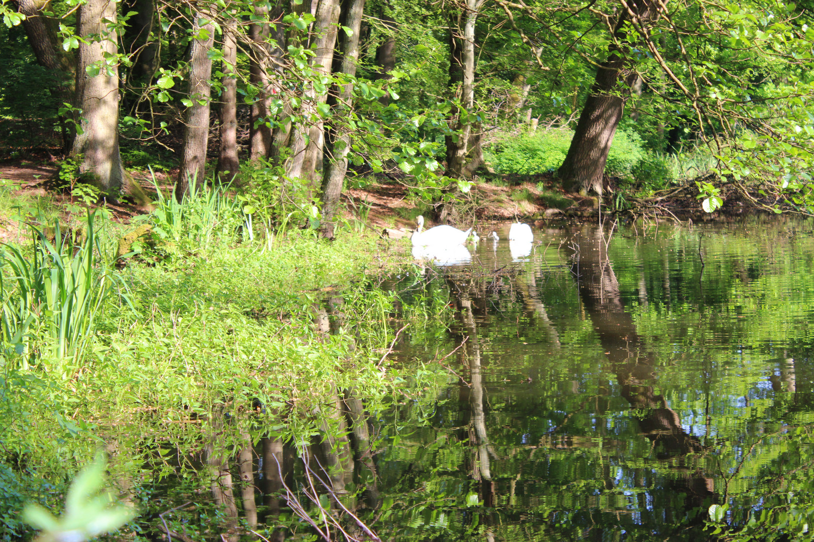 Erholung am Großer Teich, Großhansdorf