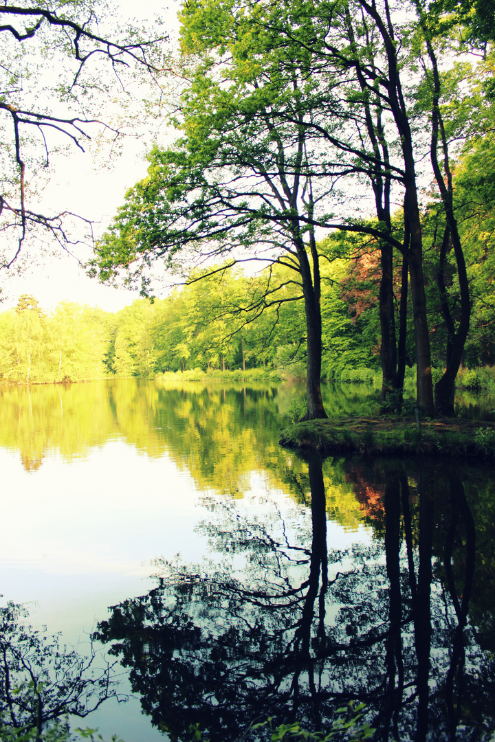 Erholung am Großer Teich, Großhansdorf Foto & Bild bäume, natur