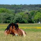 Erholung auf Hiddensee