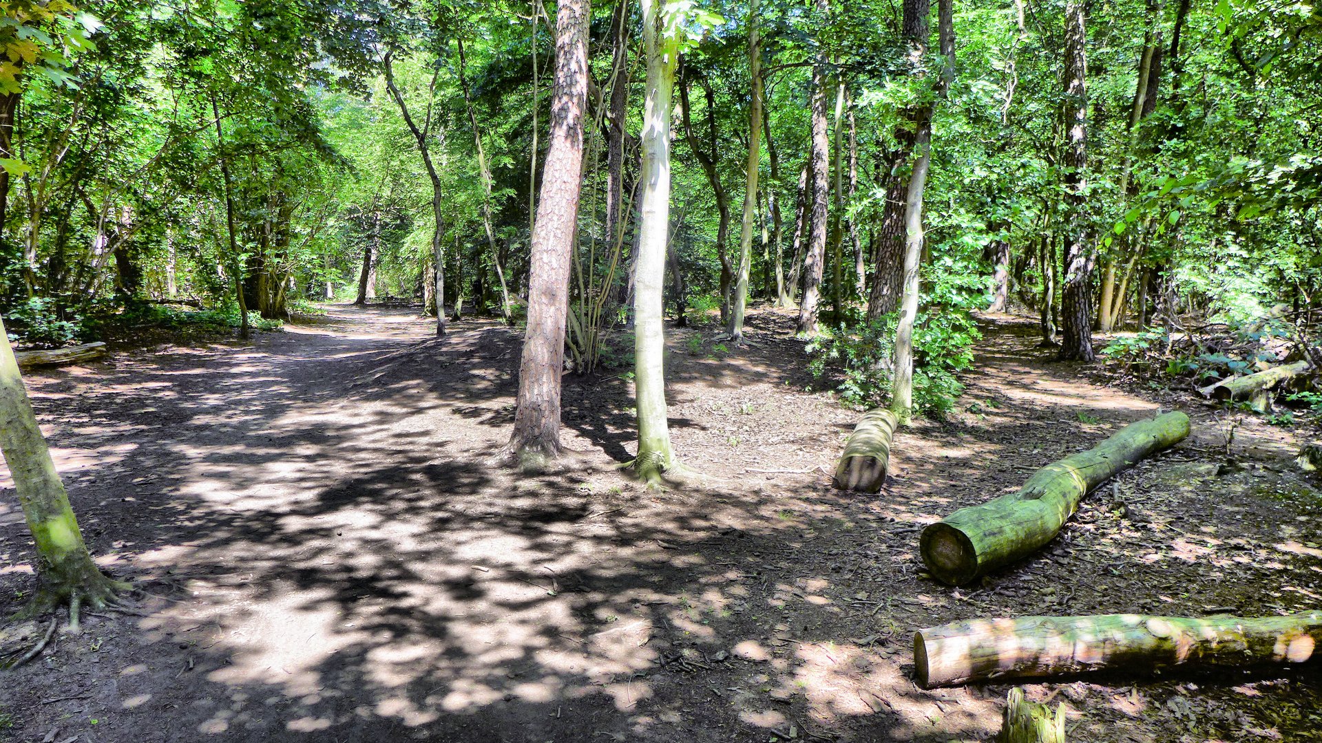 Erholung im Wald