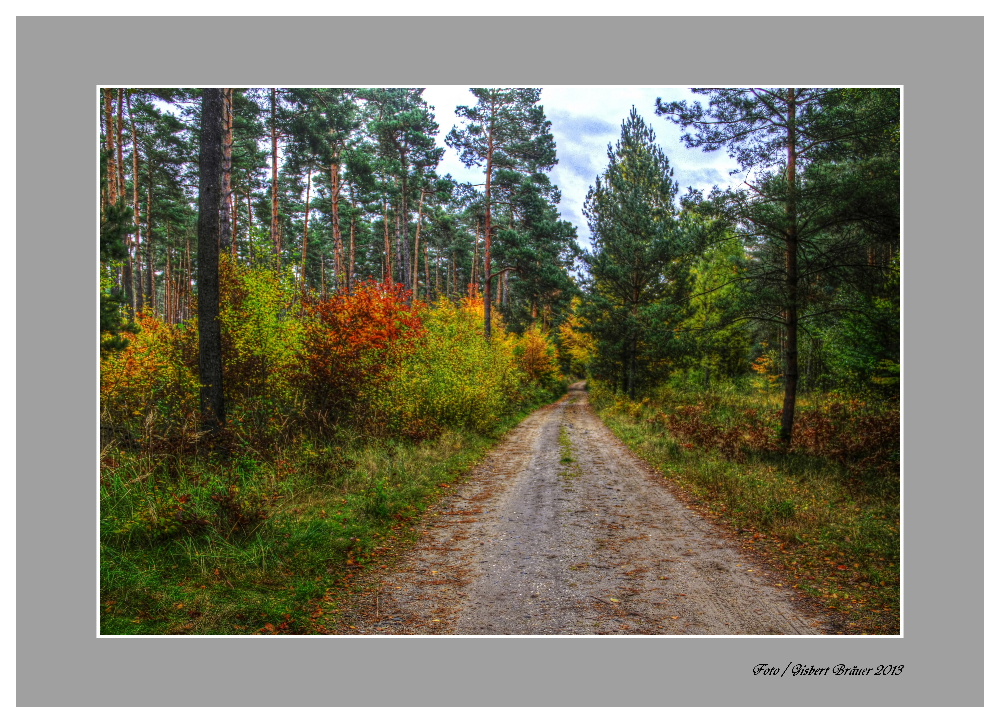 Erholungs Spaziergang in der Dübener Heide