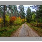 Erholungs Spaziergang in der Dübener Heide