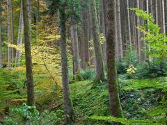 Erholungsgebiet Wald