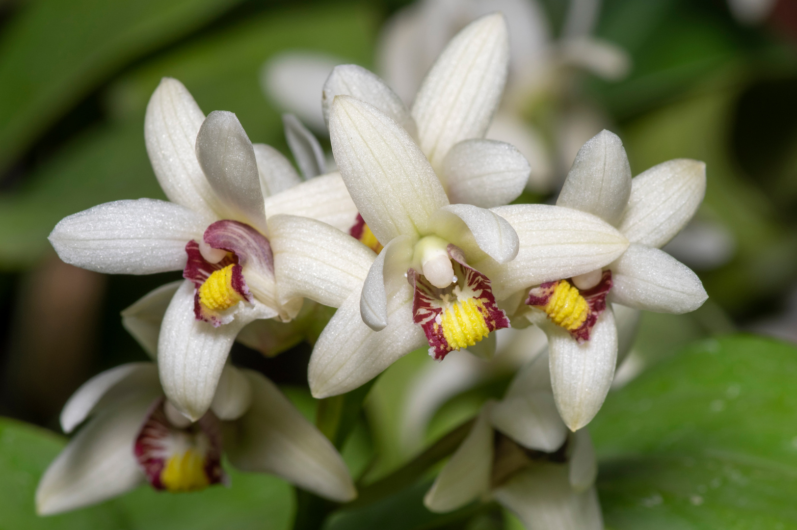 Eria coronaria