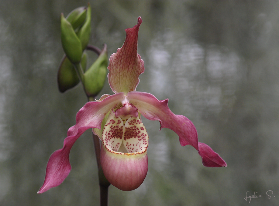 ...Eric Young Orchid Foundation...