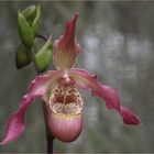 ...Eric Young Orchid Foundation...