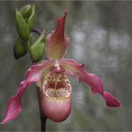 ...Eric Young Orchid Foundation...