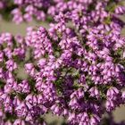 Erica australis