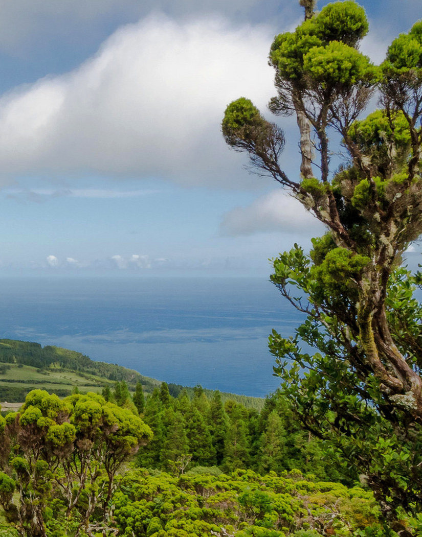 erica azorica - where erica shrubs grow up to 6 meter trees