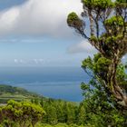 erica azorica - where erica shrubs grow up to 6 meter trees