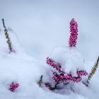 erica carnea