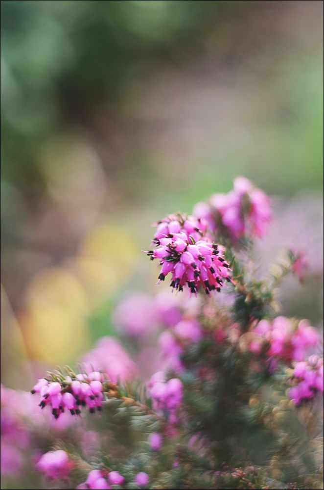 Erica carnea