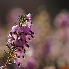 Erica carnea