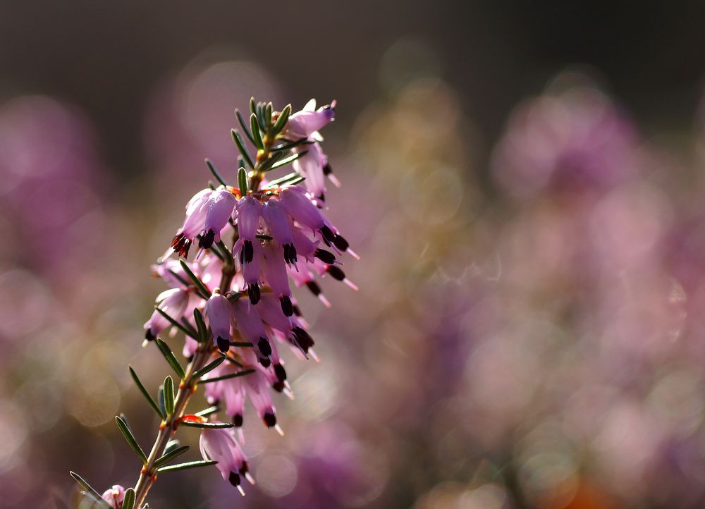 Erica carnea