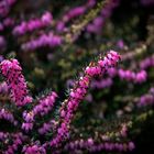 Erica carnea im Licht