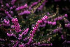 Erica carnea im Licht