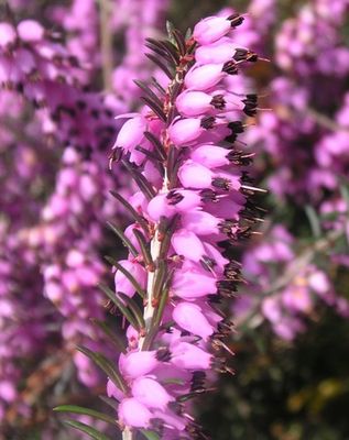 Erica carnea, Schneeheide