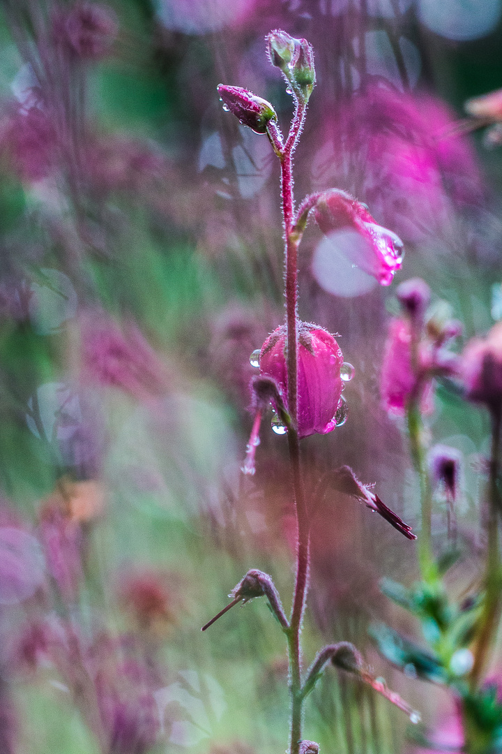 Erica cinerea-1389