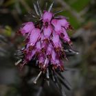 Erica multiflora