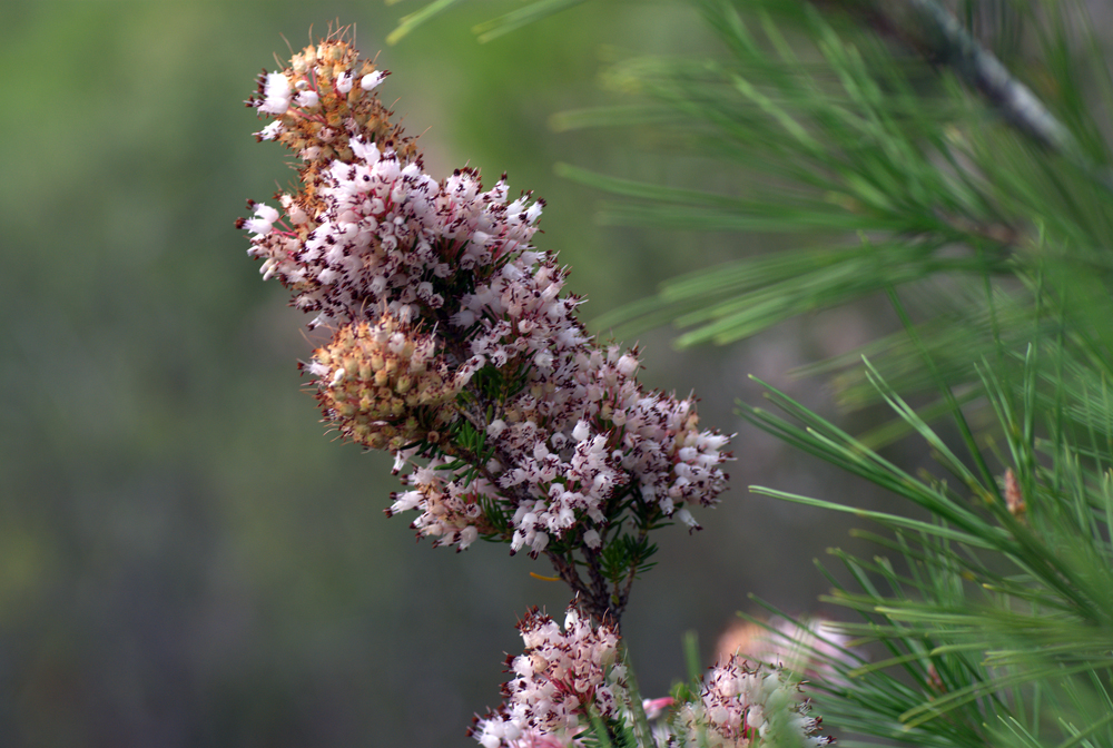 Erica multiflora (bruguera)