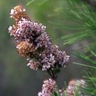 Erica multiflora (bruguera)