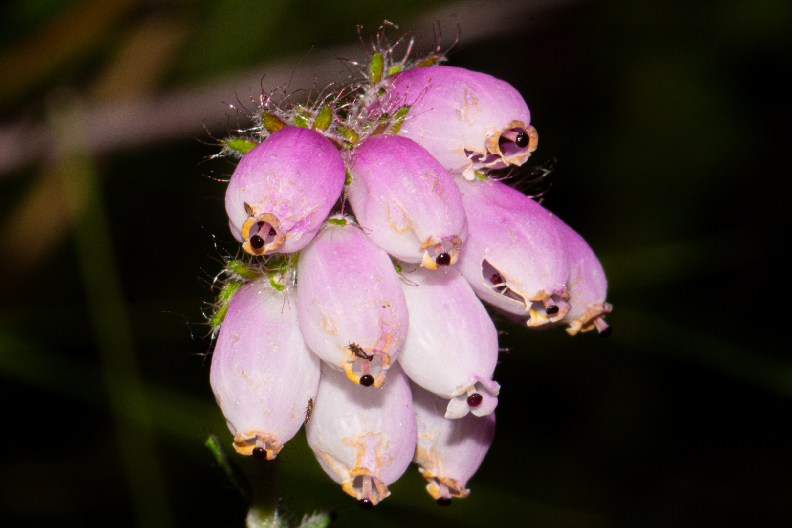 Erica tetralix