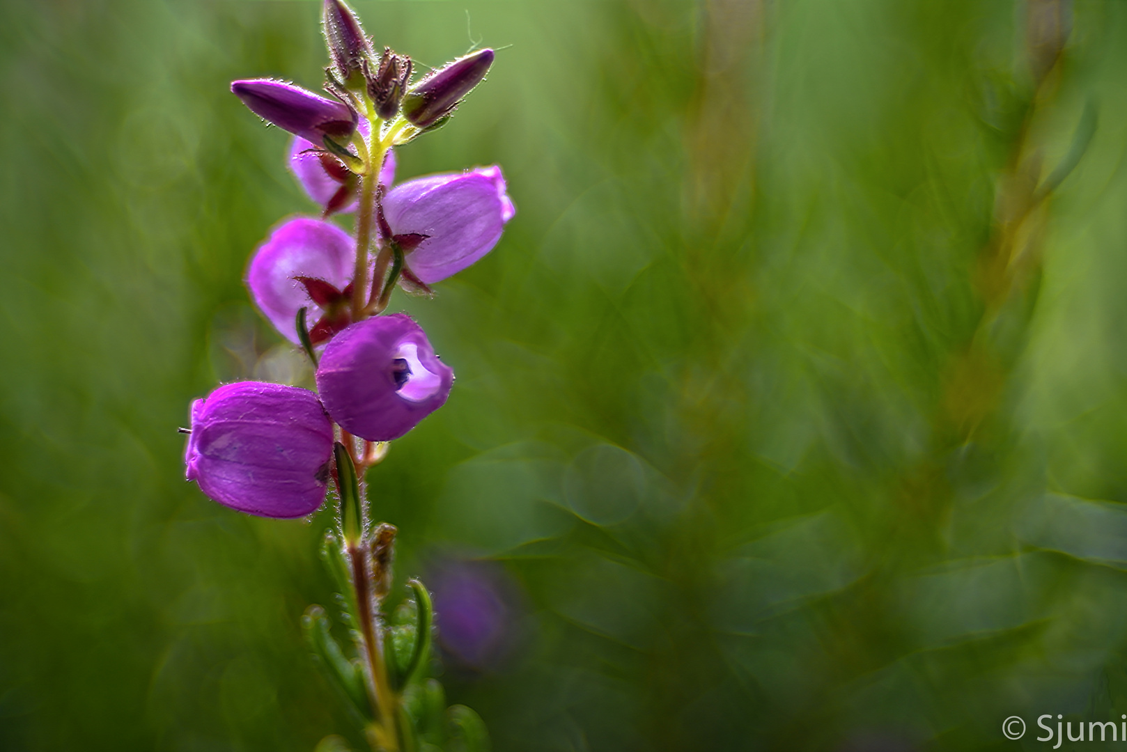 Erica tetralix