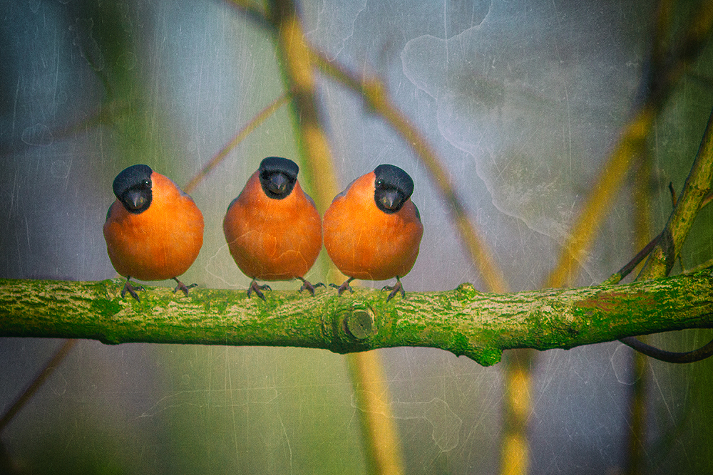 Erich,Franz und Hans