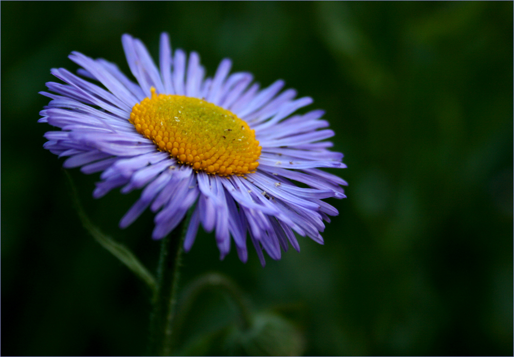 ...erigeron...