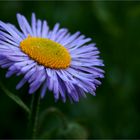 ...erigeron...