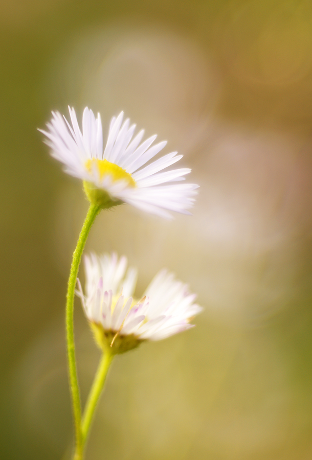 Erigeron