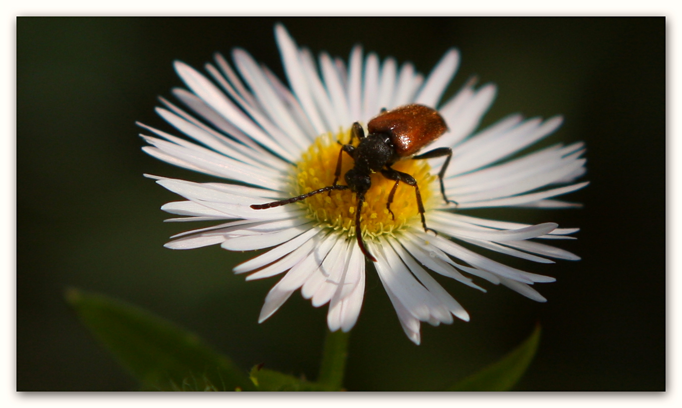 Erigeron annuus Bockkäfer fc _0217