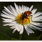 Erigeron annuus Bockkäfer fc _0217