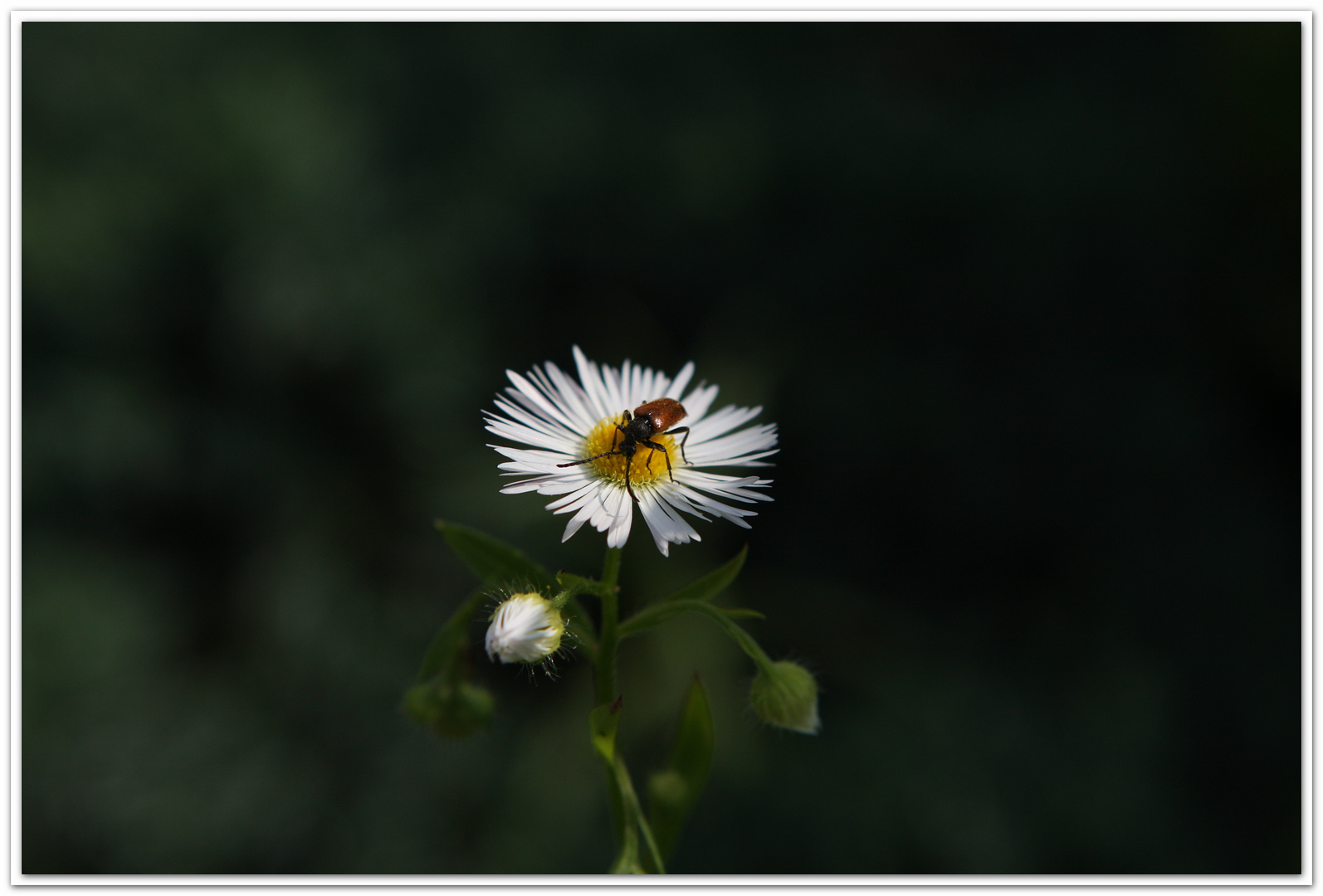 Erigeron annuus Bockkäfer fc  217