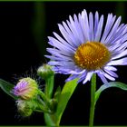 Erigeron annuus