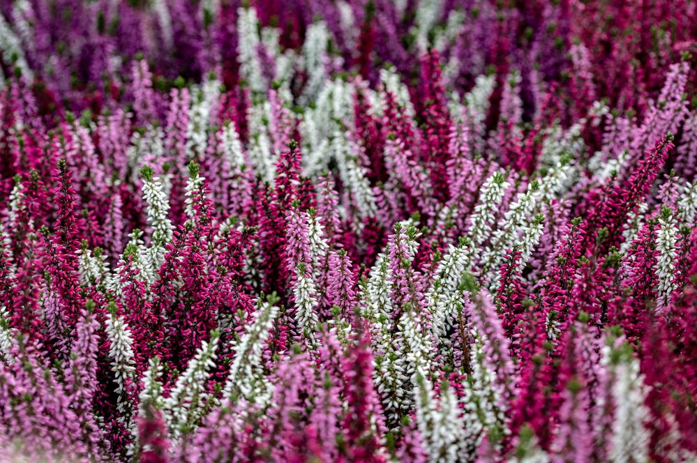 Erika Foto & Bild pflanzen, pilze & flechten, blüten & kleinpflanzen