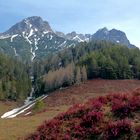 Erika auf der Alm