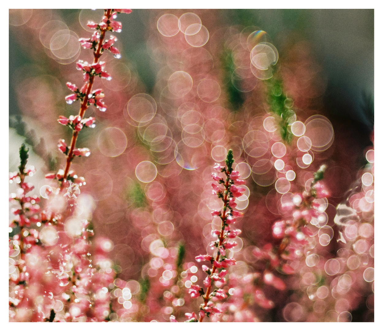 Erika Bokeh