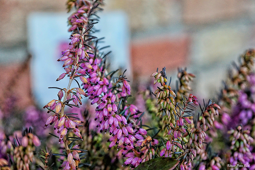 Erika Foto & Bild landschaft, heide, blüten Bilder auf