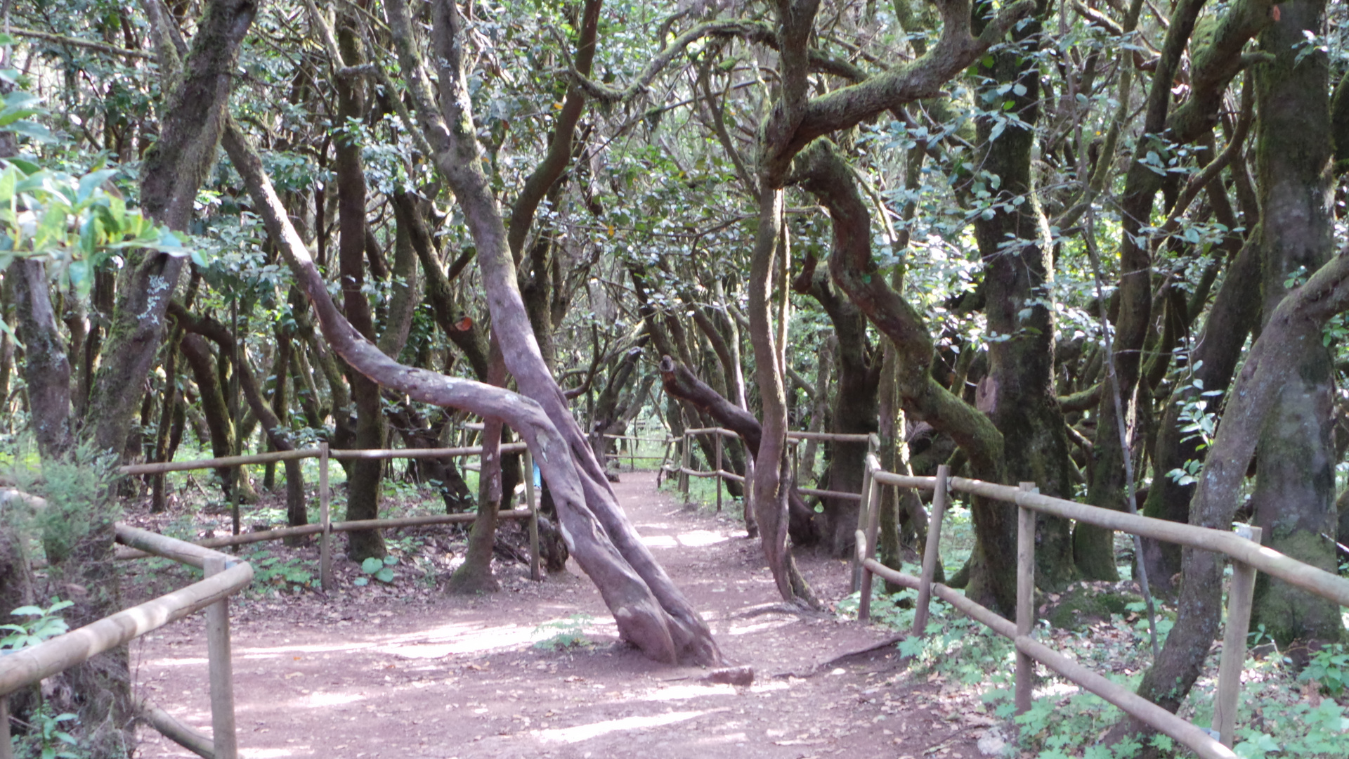 Erika-Heide-Wald auf La Gomera