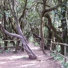 Erika-Heide-Wald auf La Gomera