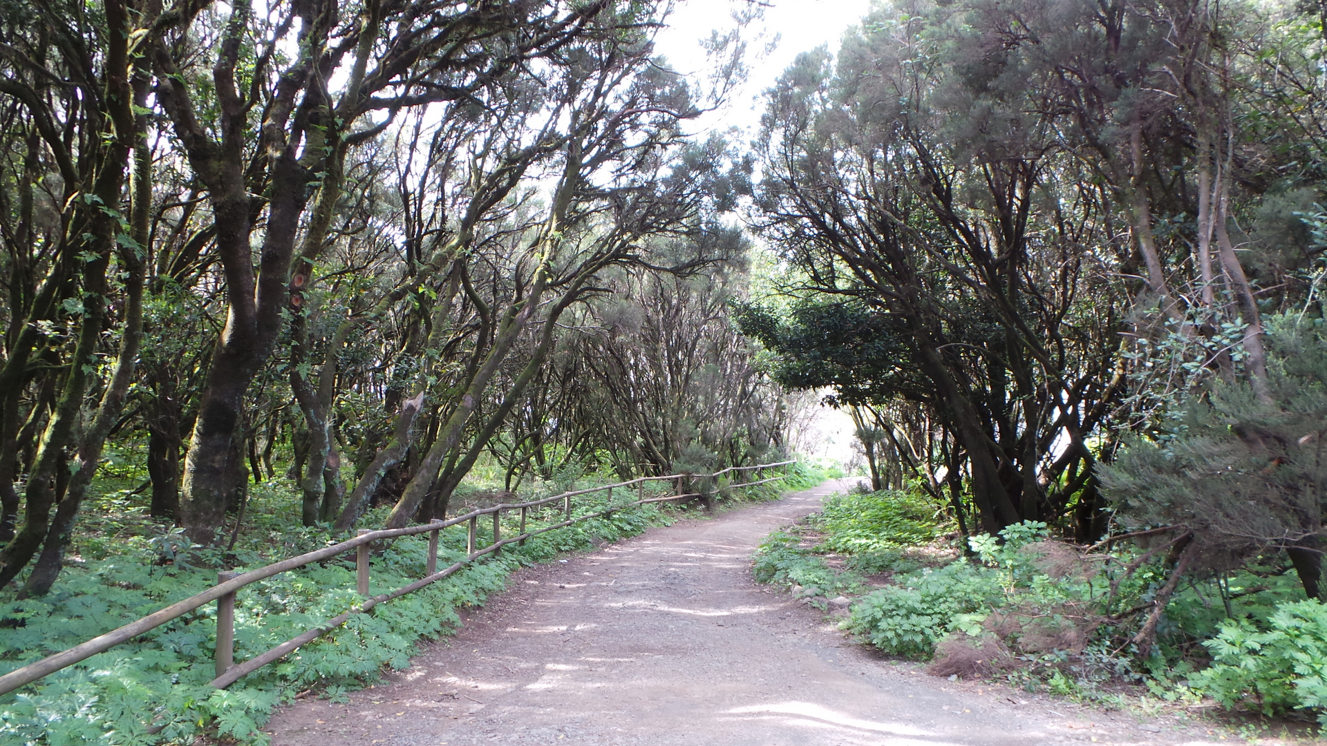 Erika-Heide-Wald_2_ auf La Gomera