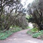 Erika-Heide-Wald_2_ auf La Gomera