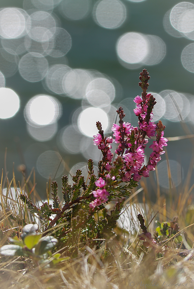 Erika im Herbst….