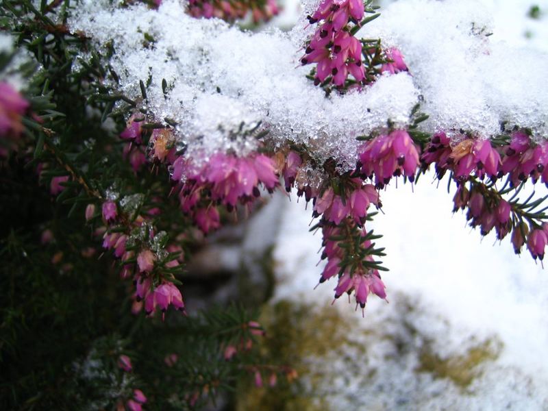 Erika im Schnee